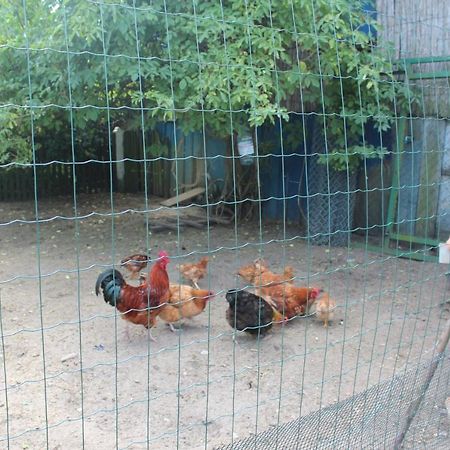 Agroturystyka Kociewiak Szteklin Ngoại thất bức ảnh